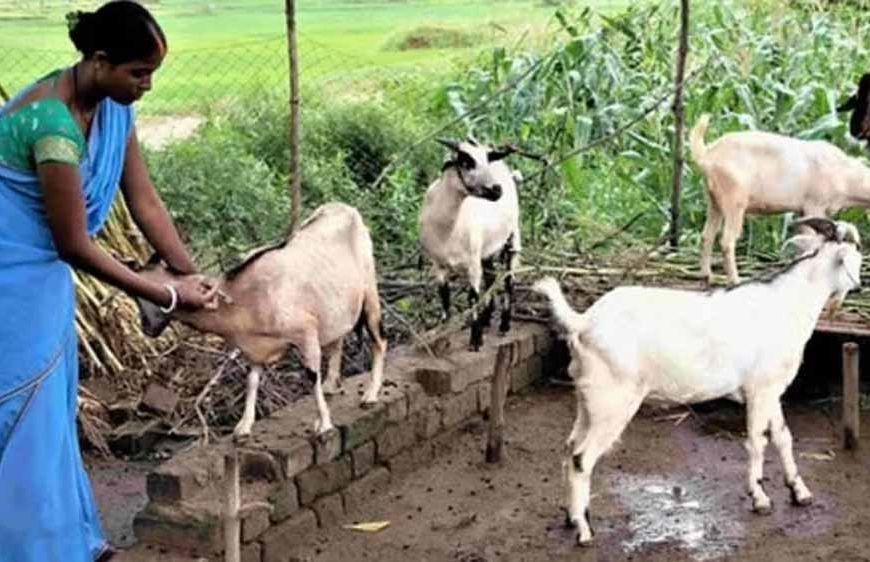 धमतरी का भटगांव बनेगा इनोवेशन हब