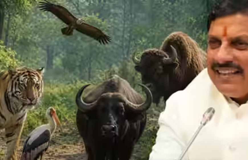 मध्य प्रदेश बना वन्यजीव संरक्षण का मॉडल, कूनो से वैश्विक पहचान