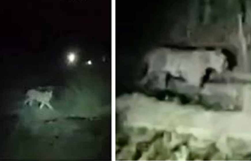 सूखी सेवनिया समेत 7 गांवों में टाइगर का आतंक, 15 दिनों में आधा दर्जन मवेशियों का शिकार