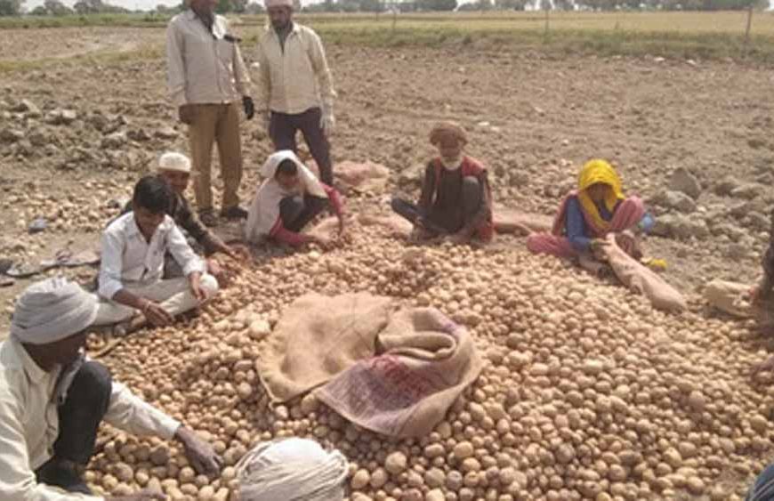 उत्तर प्रदेश में आलू किसानों को राहत की तैयारी: अन्य राज्यों में भेजा जाएगा उत्पादन