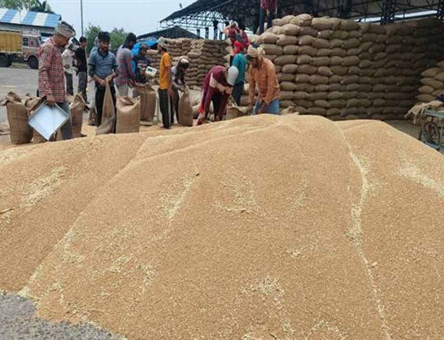 ओमान, यमन, यूएई, कतर, सउदी अरब में मध्यप्रदेश के गेहूँ की बढ़ी साख
