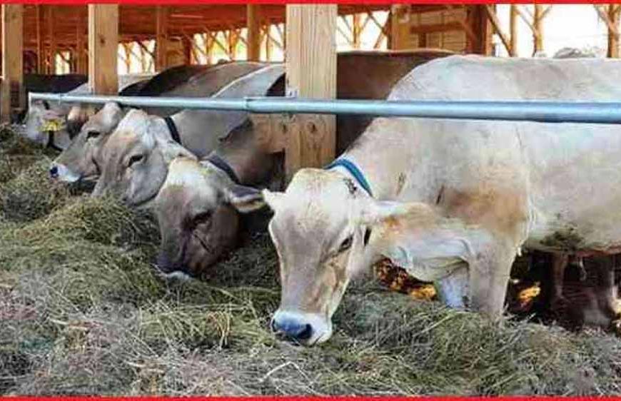 स्वदेशी उन्नत गोवंश से समृद्ध उत्तर प्रदेश बना रही योगी सरकार