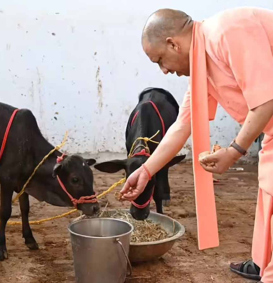 योगी सरकार का गो संरक्षण के लिए बड़ा मास्टर प्लान, ग्रामीण अर्थव्यवस्था से जोड़ा जाएगा अभियान