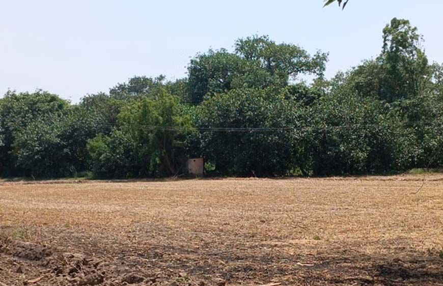 पंजाब का सबसे विशाल पेड़ बना कौतूहल का केंद्र, 300 साल पुरानी जड़ों का आठ एकड़ तक फैला साम्राज्य