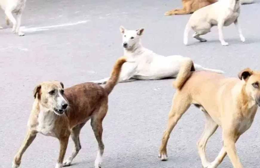 खंडवा में मासूम पर कुत्तों का हमला, 6 डॉग्स ने 50 मीटर तक घसीटा