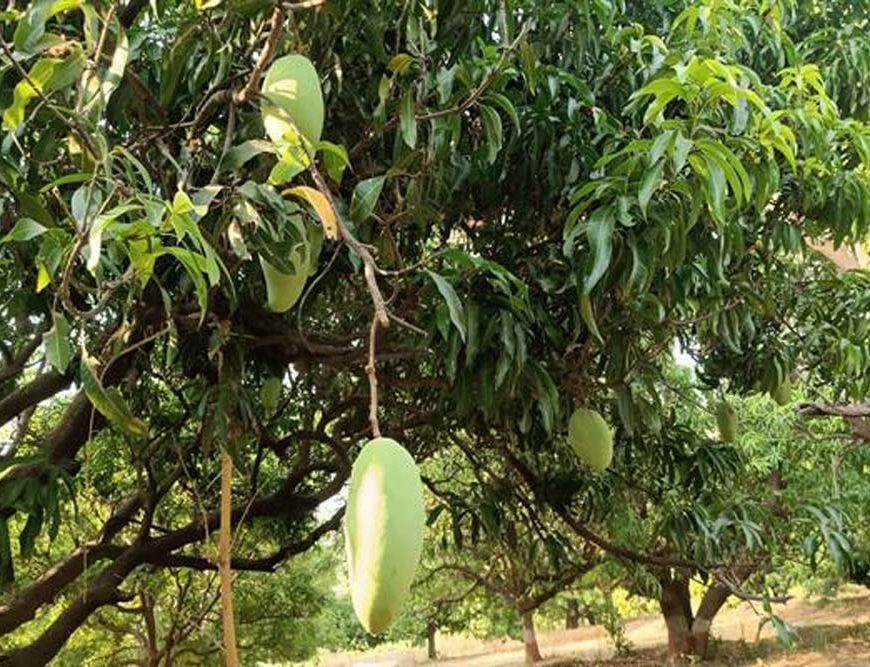 मध्यप्रदेश के आमों की मिठास और विशालकाय नूरजहाँ की विश्व पहचान