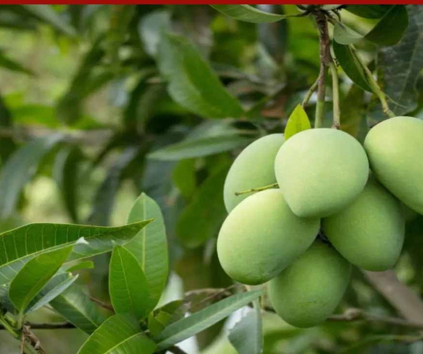 यूपी में आम की खेती में बड़ा बदलाव, छोटे पेड़ों और सघन बागवानी पर जोर