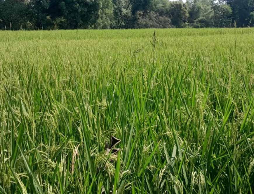 सरायकेला-खरसावां में बढ़ा गरमा धान का रकबा, किसानों में दिखा उत्साह