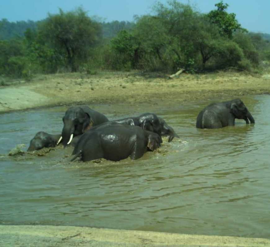 कलेसर नेशनल पार्क में भीषण गर्मी के बीच हाथियों की मस्ती, तालाबों में घंटों बिताया समय