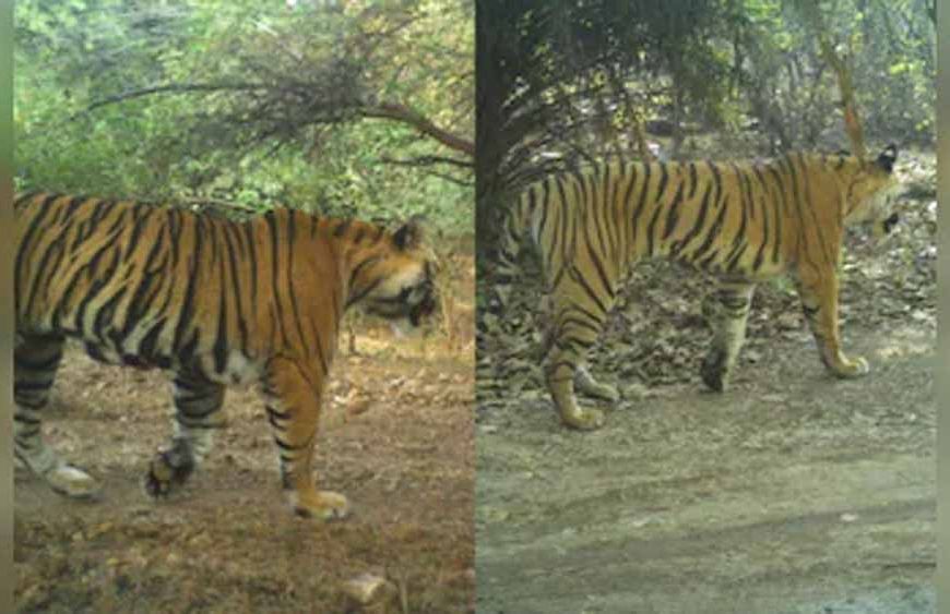 राजस्थान के रणथंभौर में बढ़ा बाघों का संघर्ष, RBT-2504 और RBT-2510 गायब
