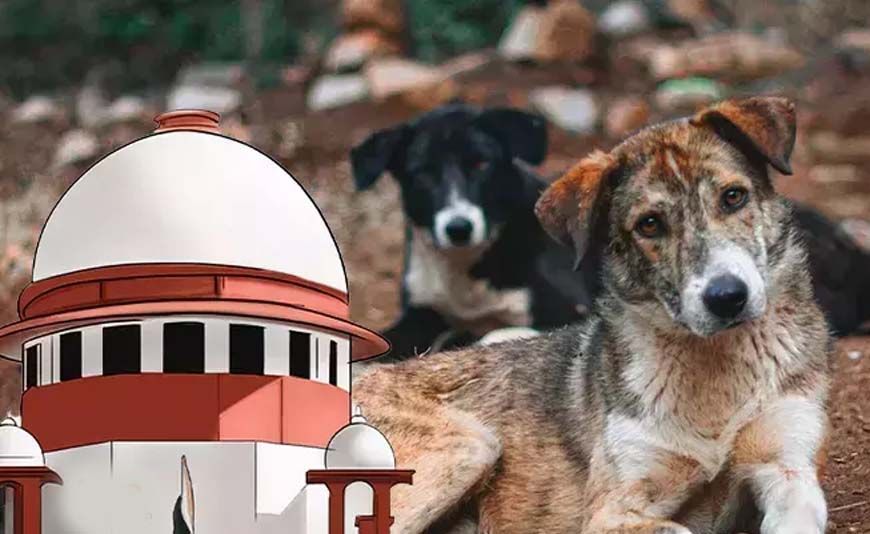 आवारा कुत्तों पर SC के आदेश से बढ़े सवाल, क्या शहरों में पर्याप्त शेल्टर मौजूद हैं?
