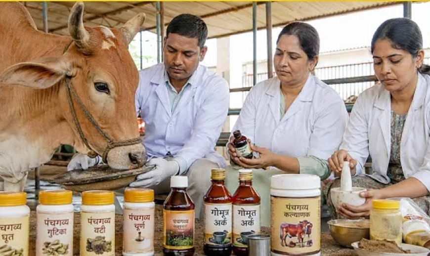गो संरक्षण विशेष : यूपी की पंचगव्य थेरेपी देगी भारतीय चिकित्सा पद्धति को नई दिशा