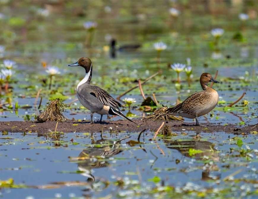 कोपरा जलाशयः छत्तीसगढ़ का पहला रामसर स्थल बना पर्यावरण संरक्षण की मिसाल