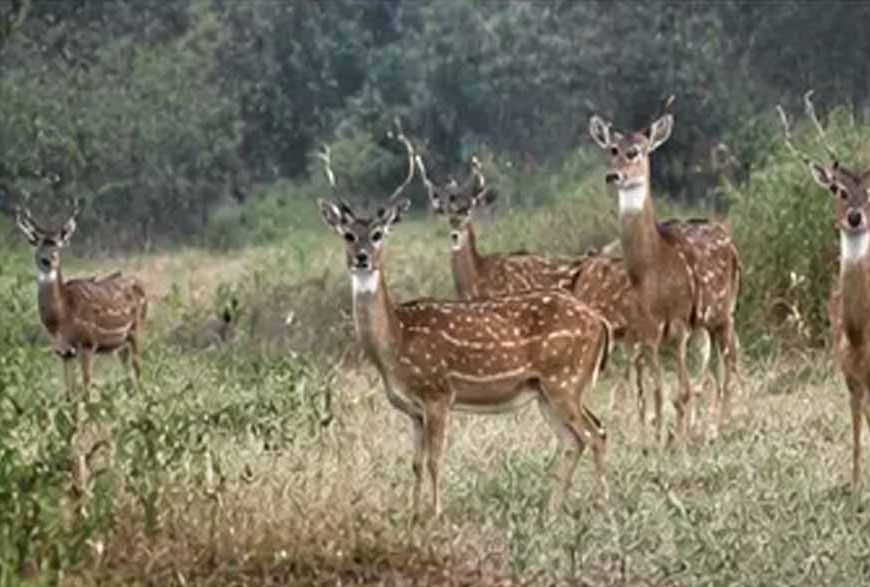 सुखना वाइल्ड लाइफ सेंचुरी में बढ़ी वन्यजीवों की रौनक, पक्षियों की संख्या दोगुनी; तेंदुओं ने भी बनाया बसेरा