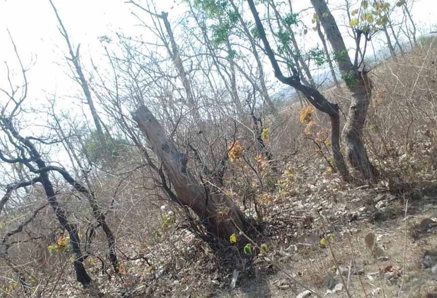 116 एकड़ जंगल पर चला कुल्हाड़ा, रेवाडीह में बेशकीमती पेड़ों की कटाई से हड़कंप