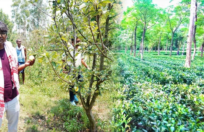 जशपुर के किसान खेती में बना रहे हैं अलग पहचान
