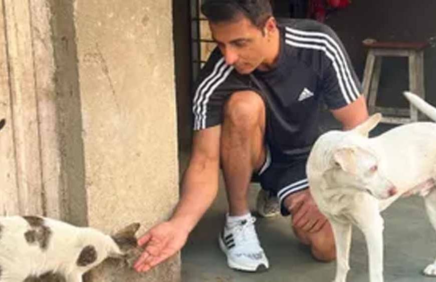 स्ट्रे डॉग्स के समर्थन में आए Sonu Sood, बोले- ‘इन्हें घर और हक दोनों देने होंगे’
