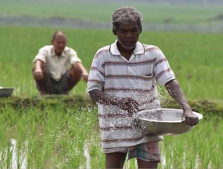 हरियाणा के किसानों को बड़ा तोहफा, धान की सीधी बिजाई पर मिलेंगे 4500 रुपए