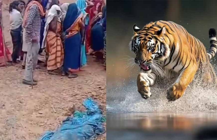 बांधवगढ़ में खूनी बाघ का आतंक! घर में घुसकर महिला को मार डाला, 3 परिजन घायल