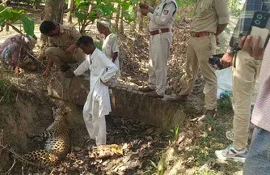 बलरामपुर में दर्दनाक हादसा: तार में फंसकर मादा तेंदुए की मौत, वन विभाग जांच में जुटा