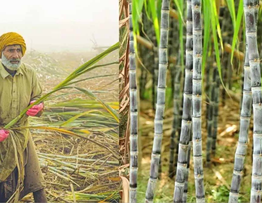 बिहार में गन्ना किसानों को बड़ी राहत, 99.14% भुगतान पूरा