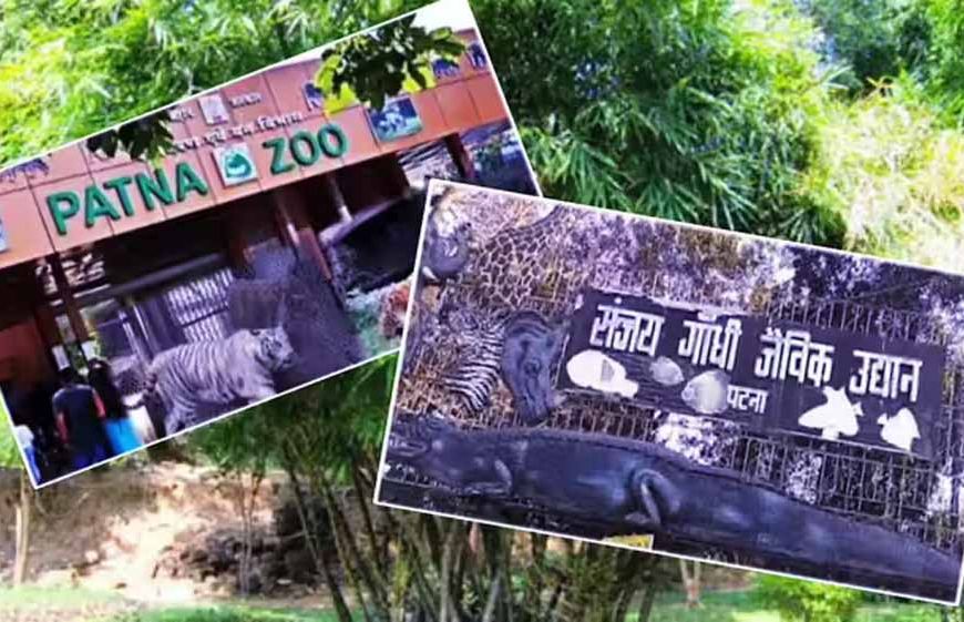 पटना जू में आने वाला है सिंगापुर से दो-सिंग वाला सफेद गैंडा, एक्सचेंज प्रोग्राम पर तैयारी