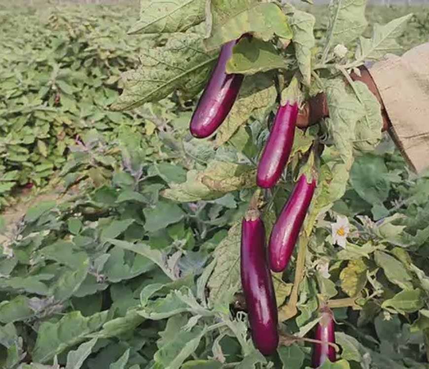 कृषि में नवाचार की मिसाल- ग्राफ्टेड बैगन की खेती से लाखों की आय अर्जित कर रहे कृषक नवीन