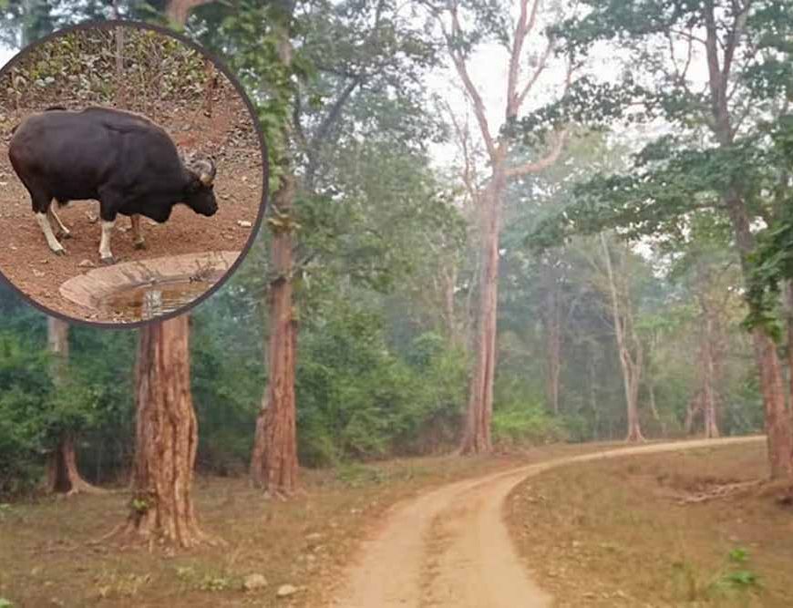 भीषण गर्मी से तप रहा पलामू टाइगर रिजर्व, सूखे जलस्रोत और बढ़ा संकट