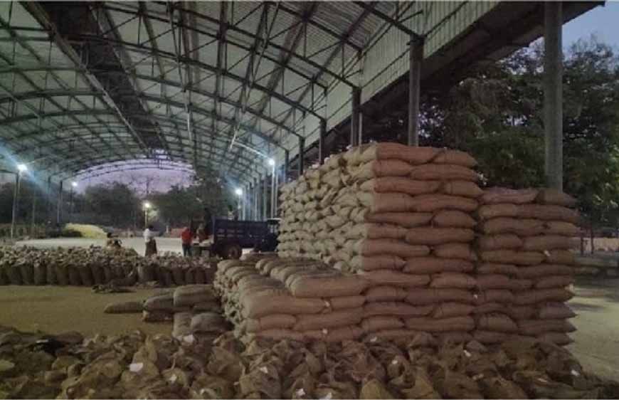 MP में रिकॉर्ड गेहूं खरीदी! 13.36 लाख किसानों से 103 लाख मीट्रिक टन उपार्जन