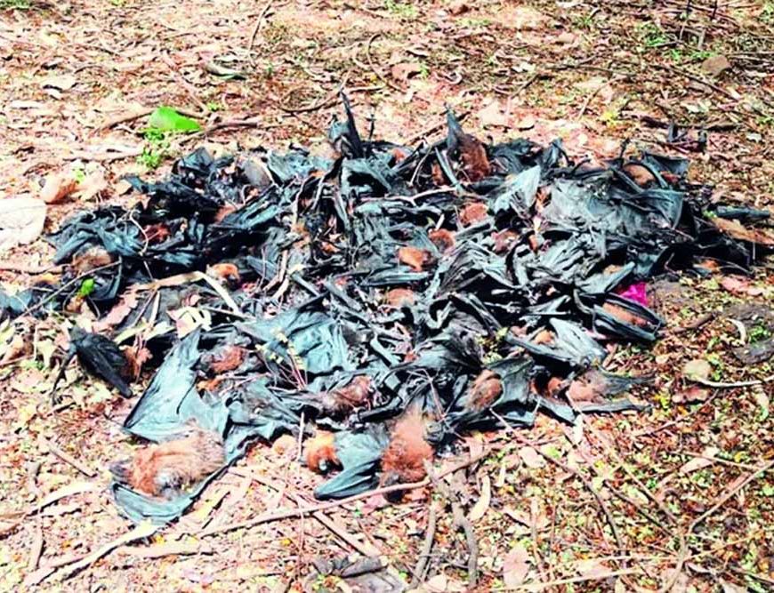 नौतपा की भीषण गर्मी का असर, रोज 500 चमगादड़ों की मौत से मचा हड़कंप