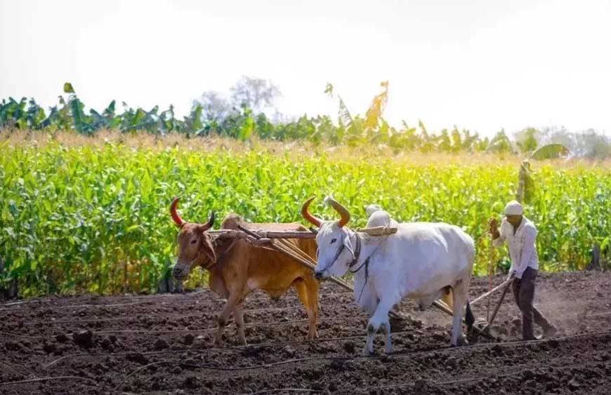 योगी सरकार की किसान हितैषी पहल, अनाज खरीद में रिकॉर्ड भुगतान से जीता भरोसा
