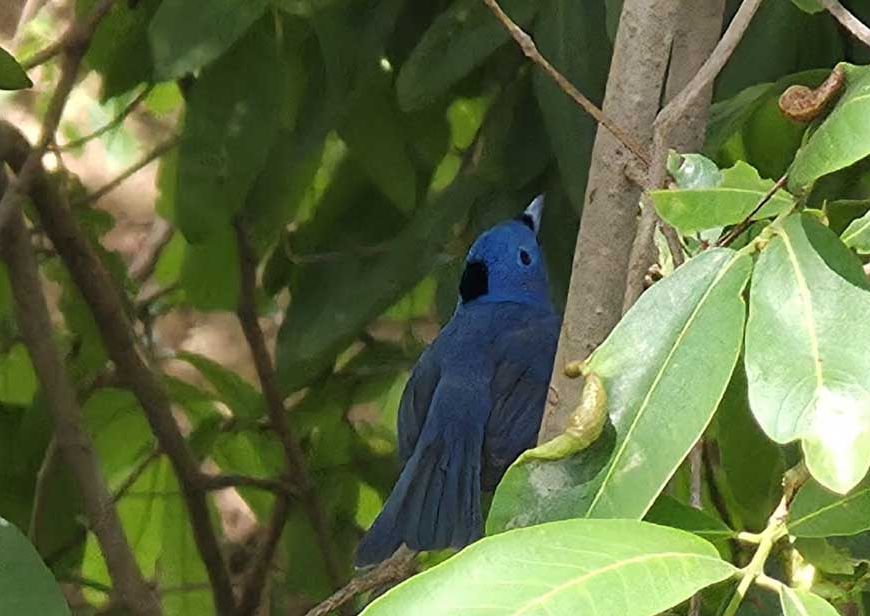 धरती की बुझी प्यास से दक्षिण पन्ना की झिरियों में फिर लौटी जैव-विविधता