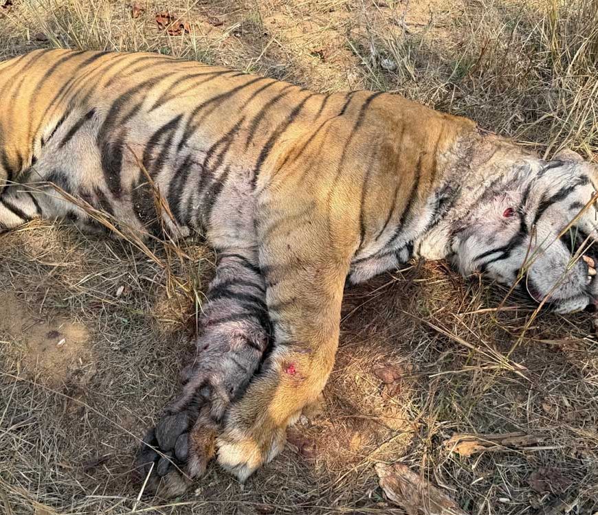 बांधवगढ़ टाइगर रिजर्व में मृत पाये गए नर बाघ का हुआ पोस्टमॉर्टम