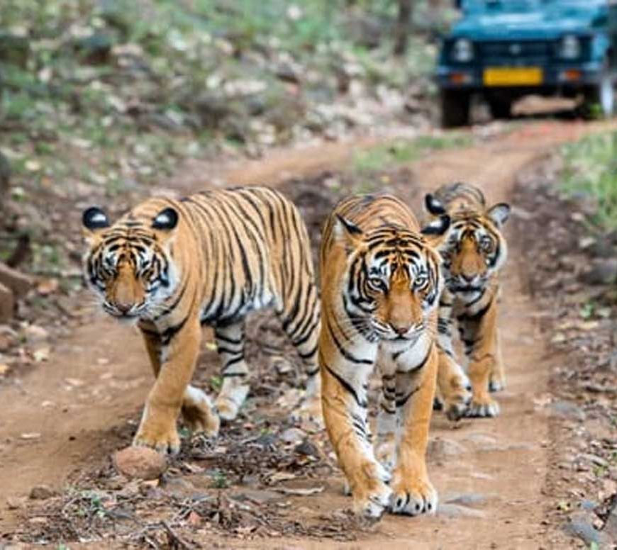 पेंच टाइगर रिजर्व में पेंच एडवांस वार्निंग सिस्टम से होगी वन्यजीव संरक्षण की निगरानी