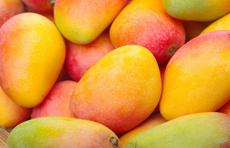 Japan Mango Ban: जापान ने भारतीय आमों पर लगाया बैन, जानिए वहां किस आम की सबसे ज्यादा डिमांड