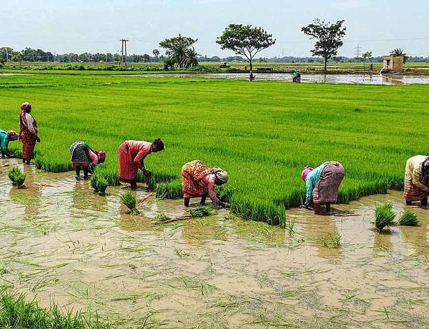 एक लाख हेक्टेयर में धान का लक्ष्य, सरायकेला में खरीफ खेती की शुरुआत