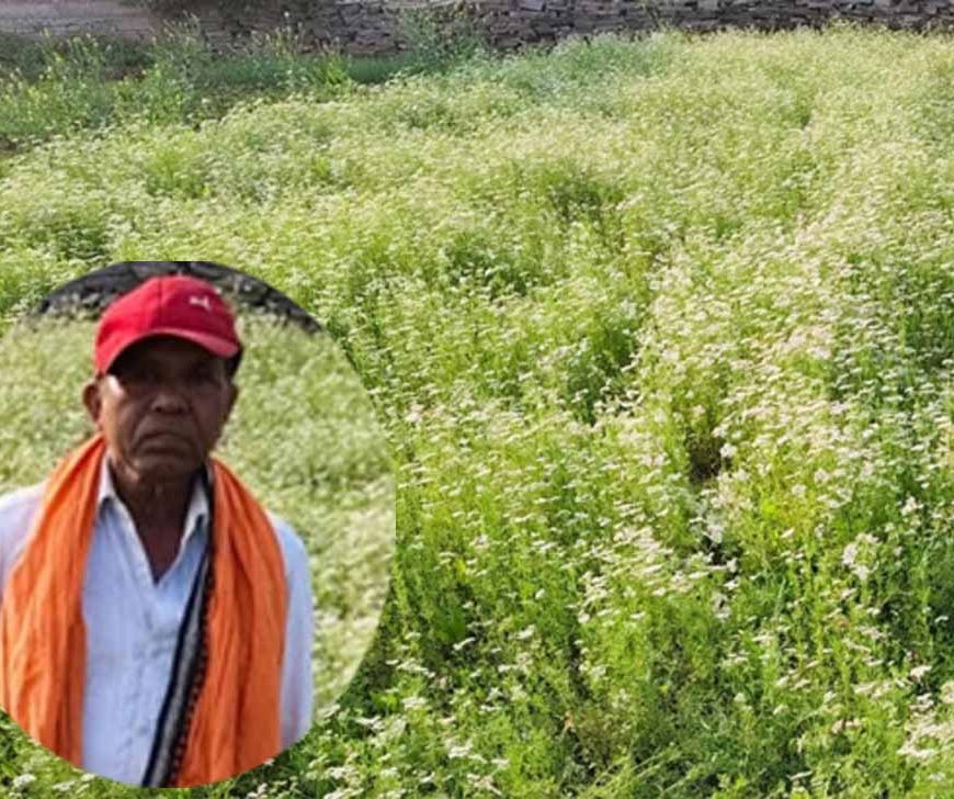 महासमुंद के किसान रतिराम की बदली किस्मत, धनिया की खेती से बढ़ी आमदनी