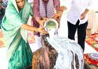 मुख्यमंत्री भजनलाल शर्मा ने गोवर्धन पर्वत की 21 किमी परिक्रमा की, लिया श्रीनाथ जी का आशीर्वाद