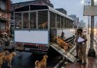धनबाद के आवारा कुत्तों को मिलेगा नया ठिकाना, अब चाकुलिया शिफ्ट होंगे स्ट्रे डॉग्स
