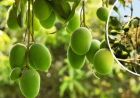 सहारनपुर में सालभर फल देने वाला ‘सदाबहार आम’ बना आकर्षण