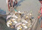 15 अगस्त तक मछली पकड़ने पर प्रतिबंध, प्रजनन काल में संरक्षण पर जोर