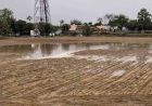 हरियाणा के 8 जिलों के किसानों को बड़ी राहत, धान रोपाई के लिए रोज 8 घंटे मिलेगी थ्री-फेज बिजली