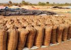 Bastar में उठाव नहीं होने से करोड़ों की धान सड़ी, किसानों की मेहनत पर फिरा पानी