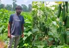 उद्यानिकी विभाग की योजना से बदली किसान की किस्मत, खीरे की वैज्ञानिक खेती बनी वरदान