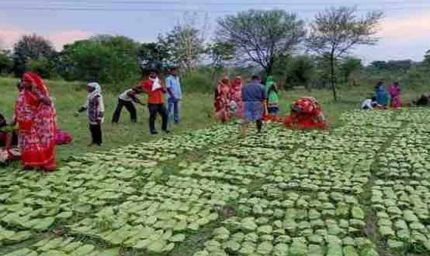 तेंदूपत्ता संग्राहकों के खातों में पहुंचे 12 करोड़, हजारों परिवारों के चेहरे पर लौटी मुस्कान