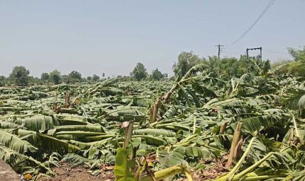 बुरहानपुर में आंधी-बारिश से तबाह केला फसल, CM मोहन यादव ने तय की मुआवजा राशि