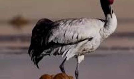 ग्लोबल वॉर्मिंग से लड़ाई में पक्षी बने धरती के रक्षक, जानिए कैसे बचा रहे हैं पर्यावरण