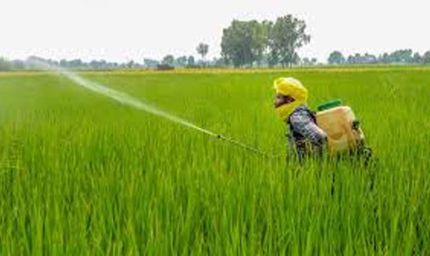 राजस्थान में चौंकाने वाले आंकड़े: कीटनाशक संपर्क से 2 साल में 535 किसानों की मौत