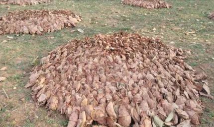 हेरहंज-बारियातू के जंगलों में केंदुपत्ता माफिया का खेल, अवैध कारोबार से वन विभाग को बड़ा नुकसान