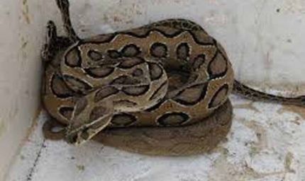 उदयपुर में ट्यूबवेल चेंबर से मिले 23 रसेल वाइपर, इलाके में मचा हड़कंप